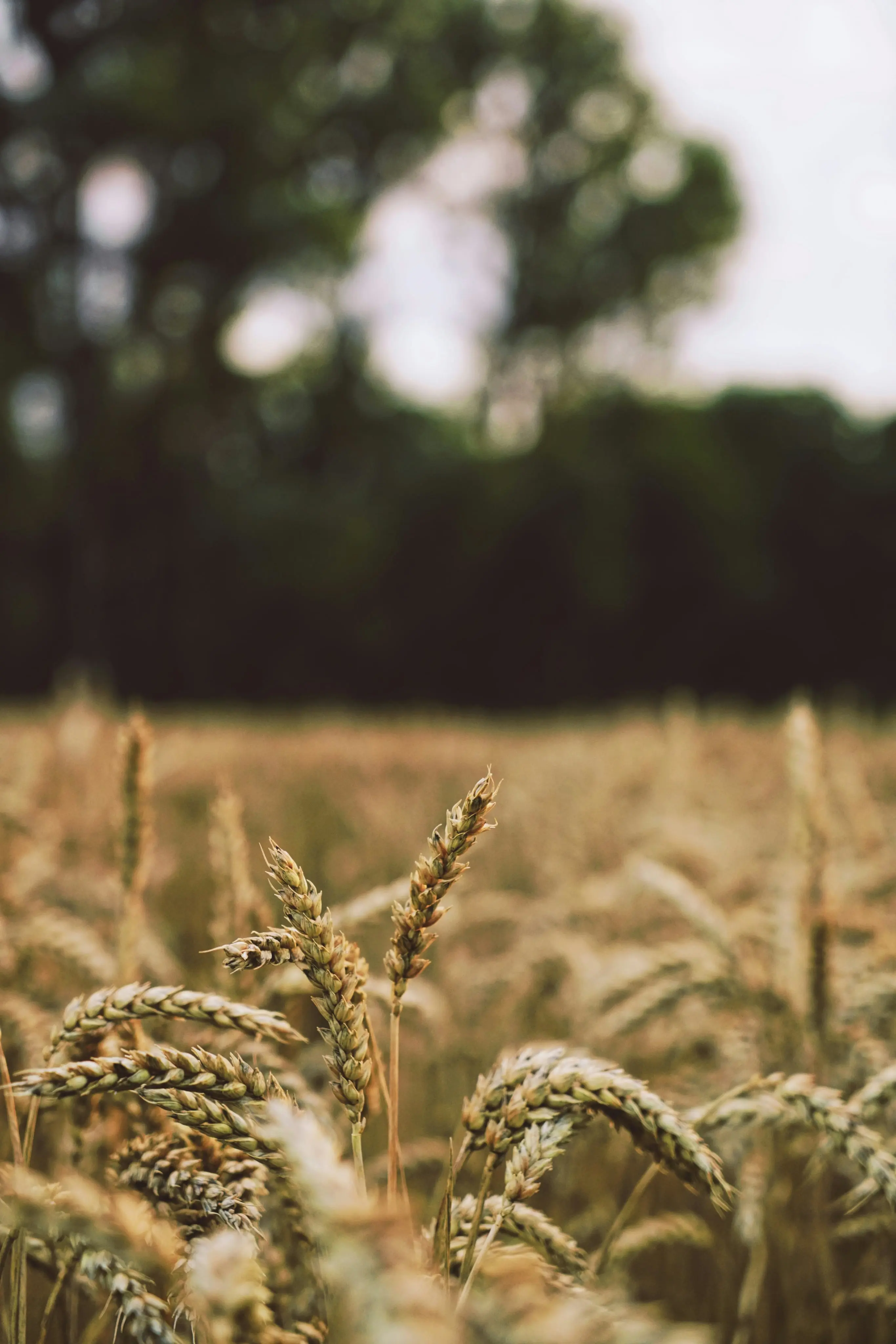 Defining a Strategic Framework for Growth
